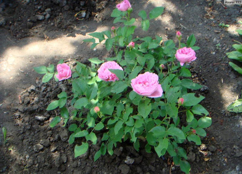 uzgaja ružu Mary Rose na mjestu