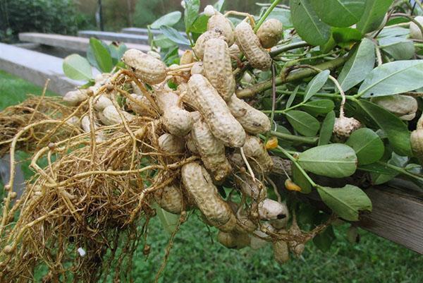 hoe pinda's in het land te verbouwen?