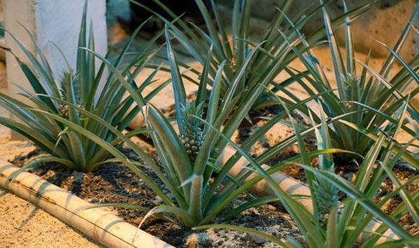 ananas kweken uit basale scheuten