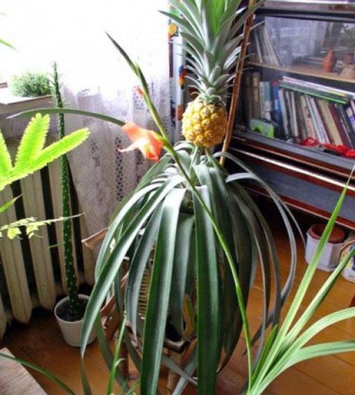 ananas thuis