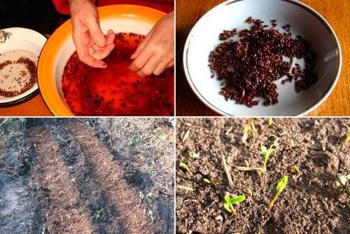 kako uzgajati žutiku iz sjemena