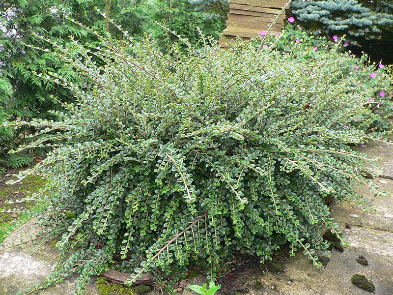 horizontale cotoneaster variegatus