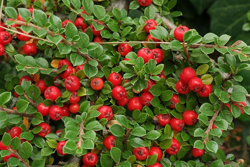 Dammers cotoneaster