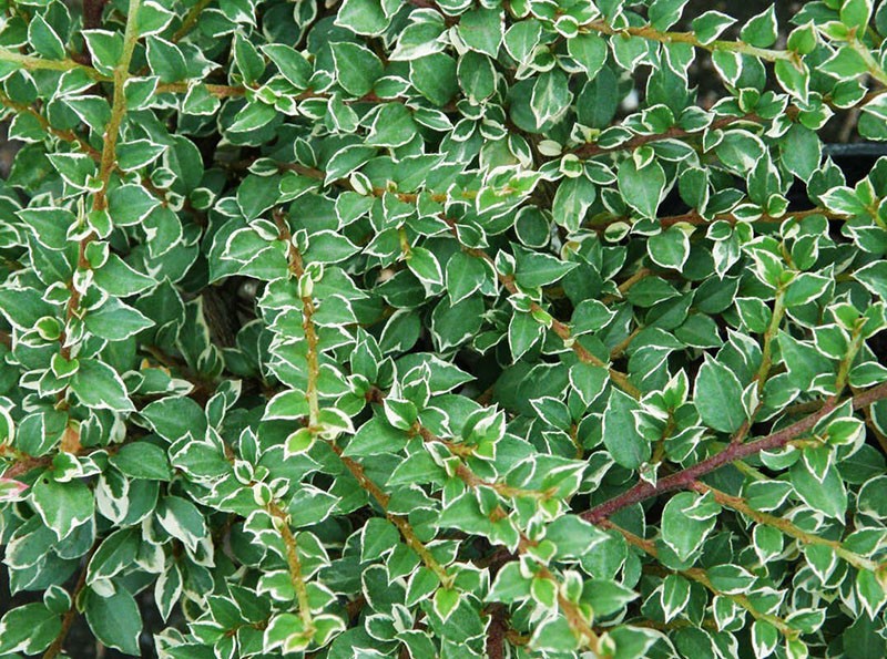 bujno lišće cotoneastera