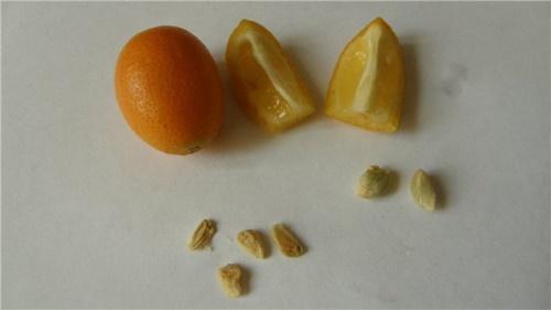 hoe een kumquat uit een bot te laten groeien