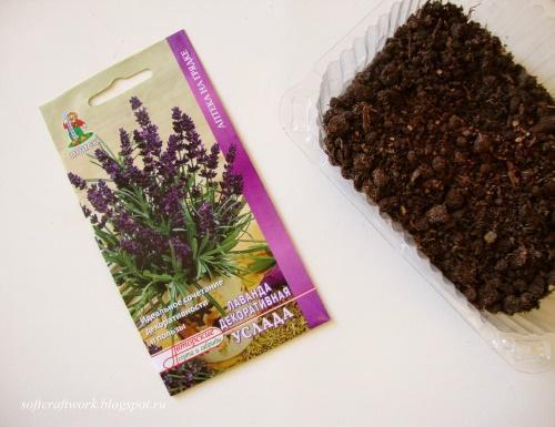 hoe lavendel uit zaden te laten groeien