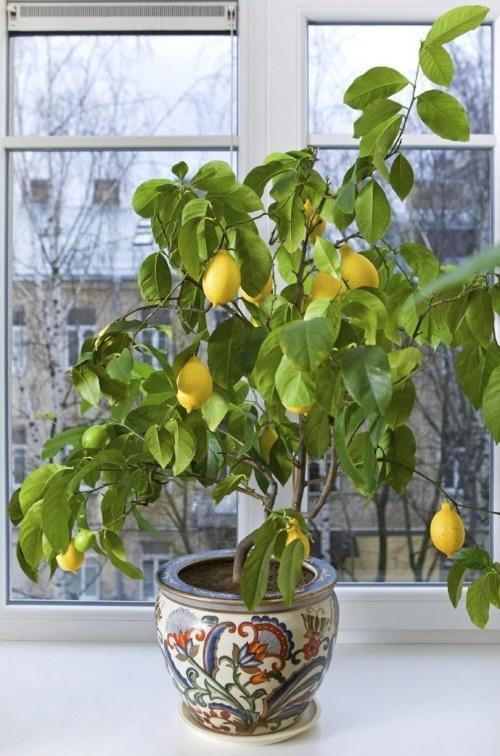 hoe je thuis citroen kunt kweken?