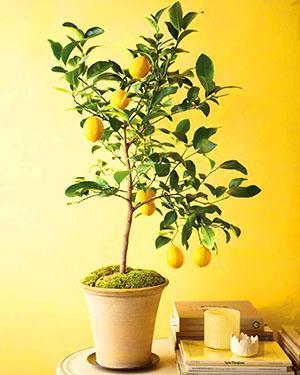 Na het enten van de stek van een vruchtdragende plant, zal de citroen vrucht dragen.