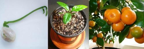 hoe een mandarijn uit een bot te laten groeien