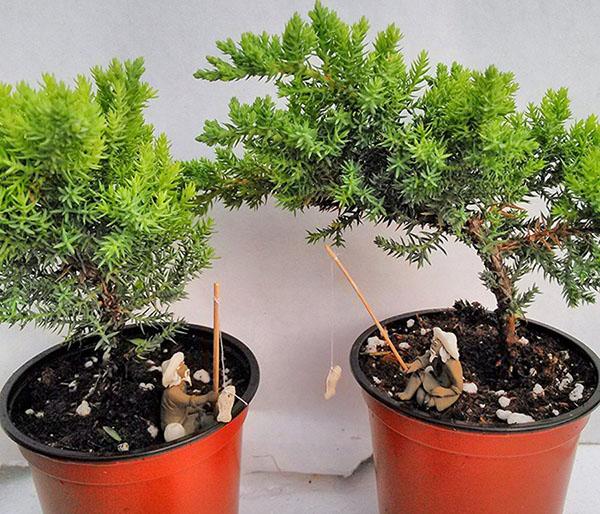 planten voor bonsai