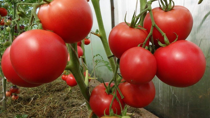 tomaten bepalen