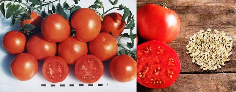 tomatensoort met hoge opbrengst