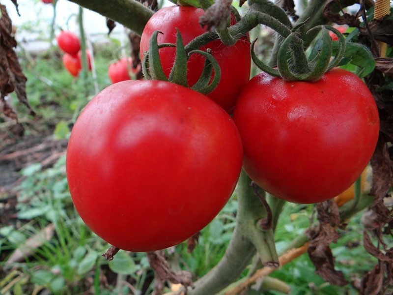 vormen van tomatenrassen Riddle
