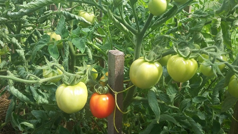 groeiende tomatenrassen Riddle
