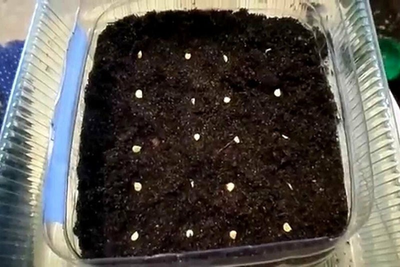 sijanje sjemena u plodnu podlogu