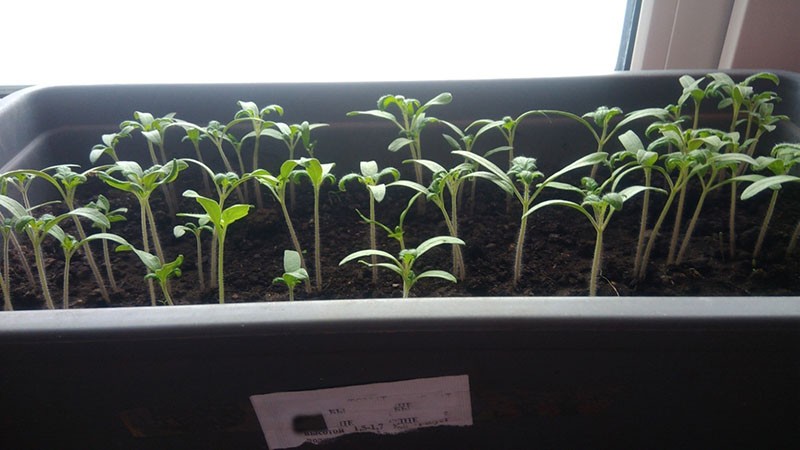 sadnice sjemena rajčice