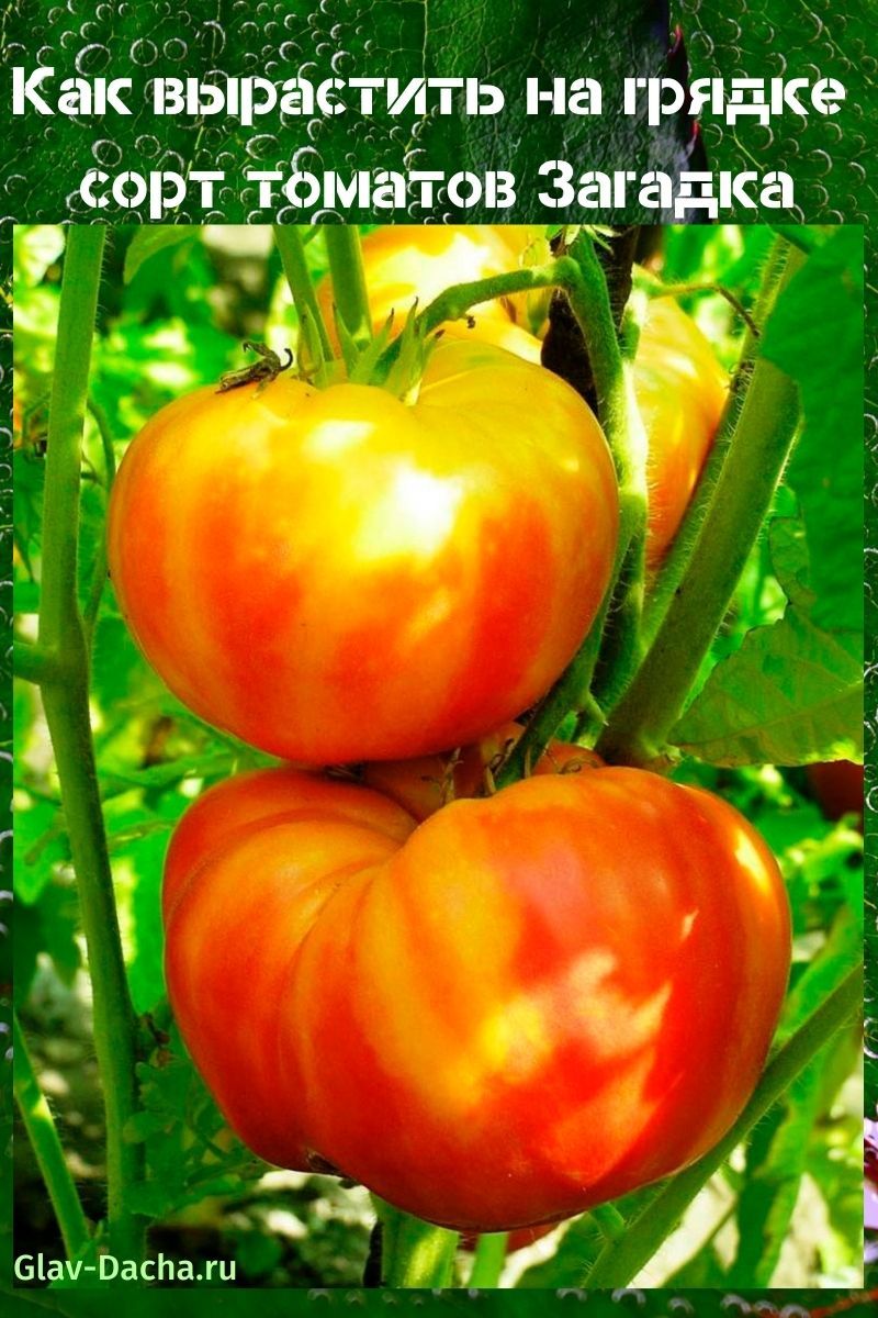 tomatenras Riddle