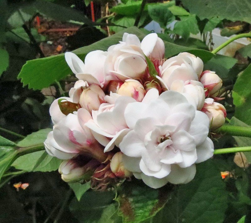 geurige bloei van Filippijnse clerodendrum