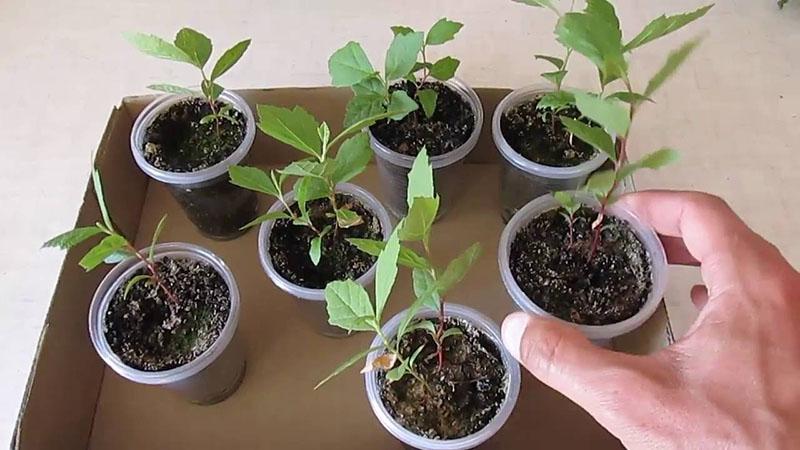 kako uzgojiti platan iz sjemena