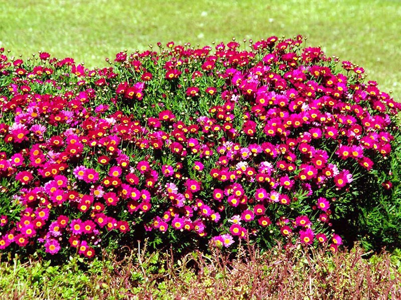 grm argiranthemum na otvorenom polju