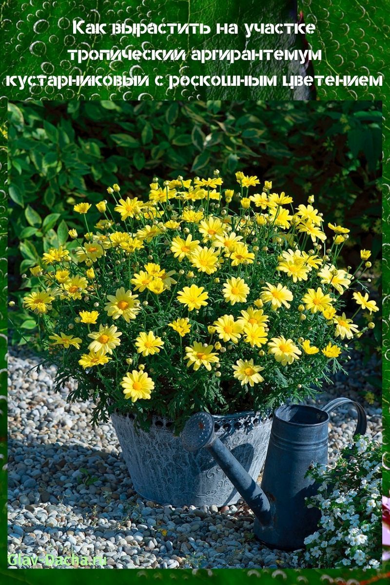 grm argyranthemum