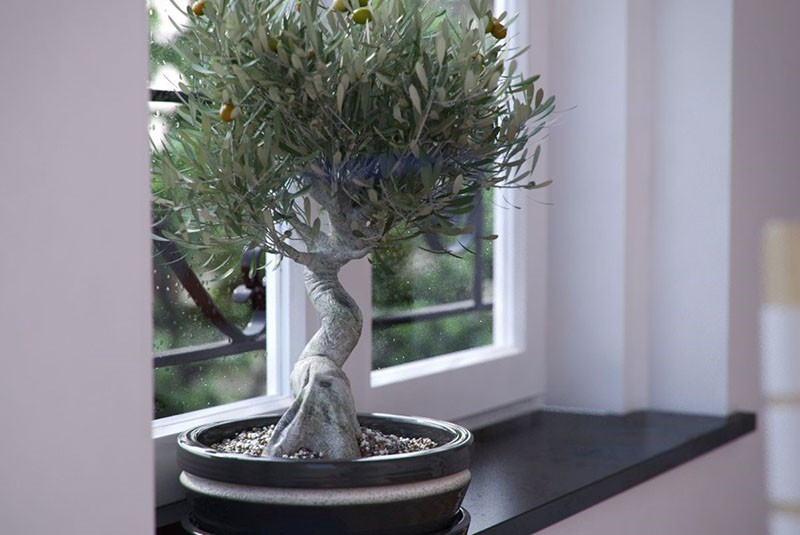 bonsai olijfboom