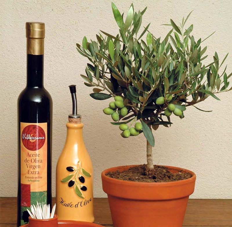 hoe een olijfboom uit een zaadje te laten groeien