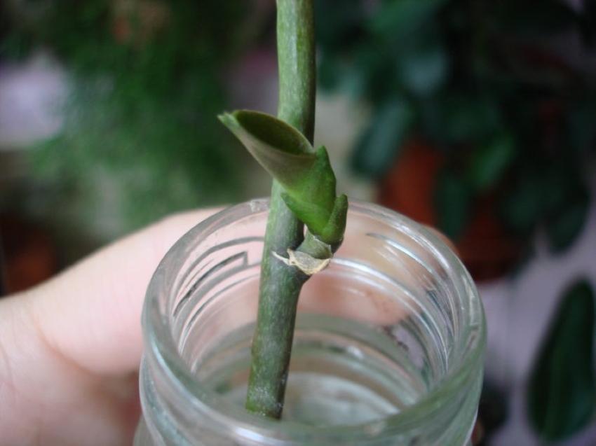 hoe een orchidee uit een steel te laten groeien