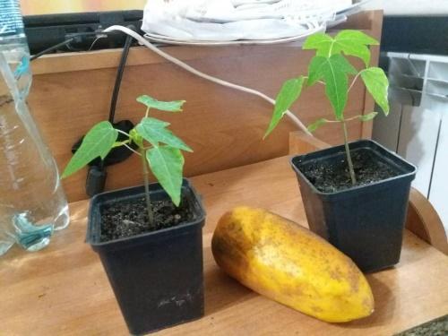 hoe papaya uit zaad te laten groeien