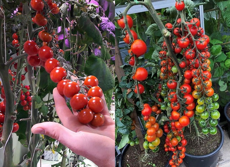 hoe een Rapunzel-tomaat op het balkon te kweken?