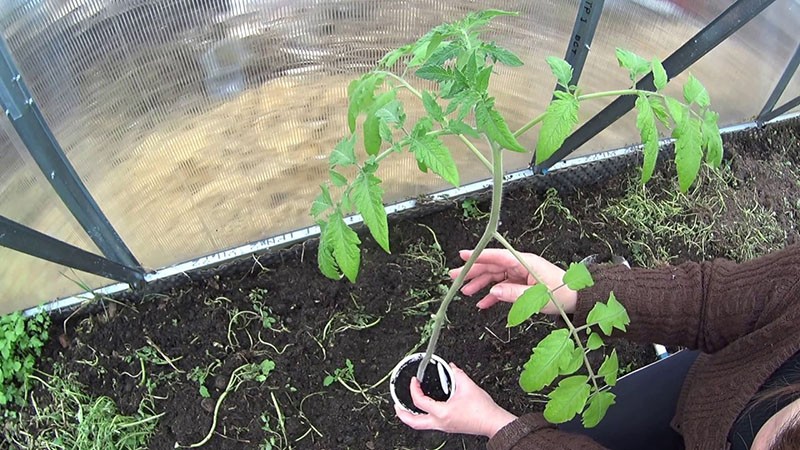 tomatenzaailingen verplanten Rapunzel