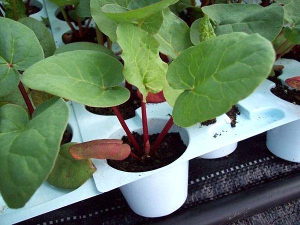 uzgoj rabarbare iz sjemena