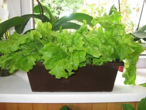 hoe salade te kweken in een appartement