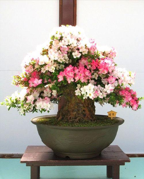 bonsai sakura in het interieur