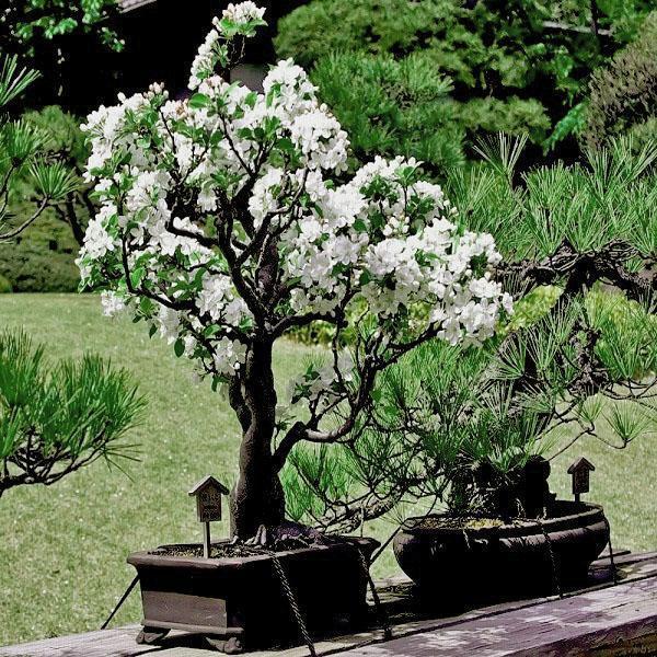 bonsai sakura in de tuin