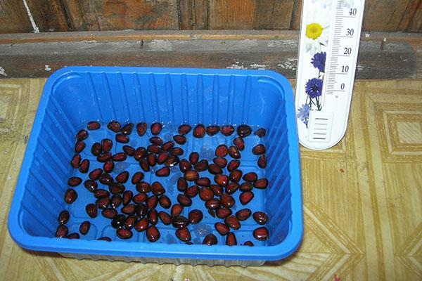 voorbereiding van noten voor zaaien