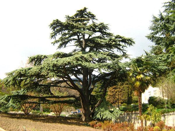 Libanonski cedar