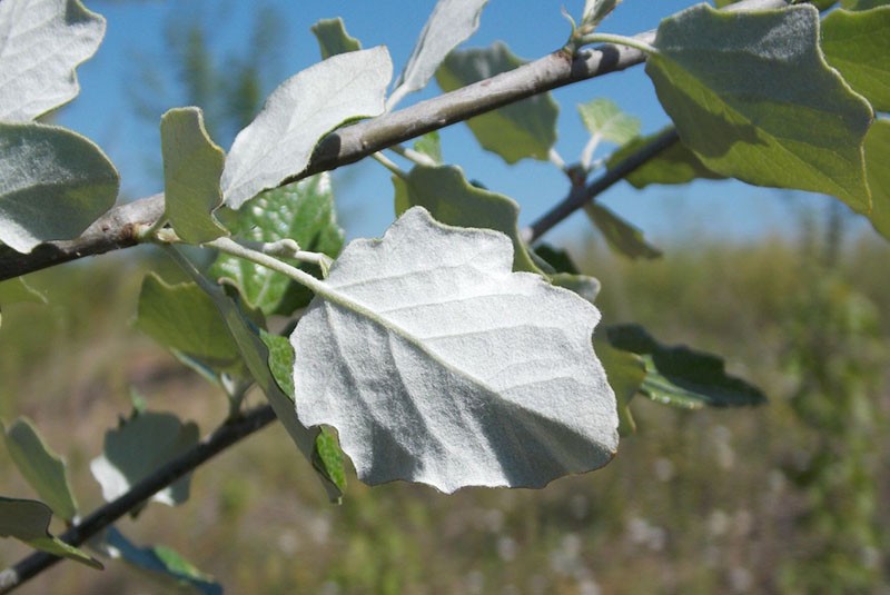 bijelo lišće topole