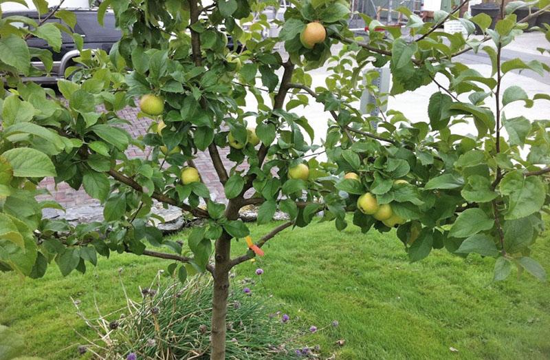 hoe een appelboom te laten groeien uit een zaadvrucht?