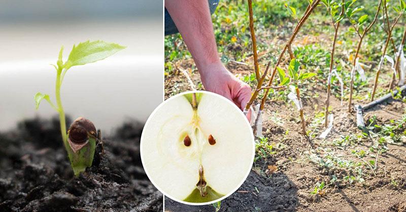 hoe een appelboom uit een zaadje te laten groeien