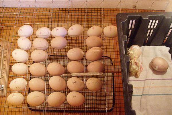 Inkubacija kokošjih jaja kod kuće