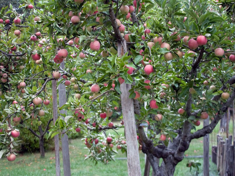 zašto stabla jabuka donose plodove za godinu dana