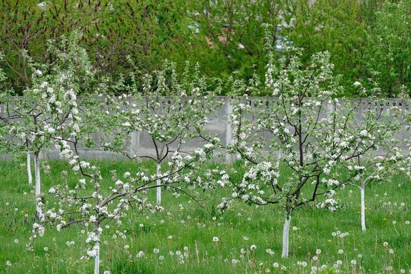 stabla jabuka cvjetaju, ali ne donose plodove