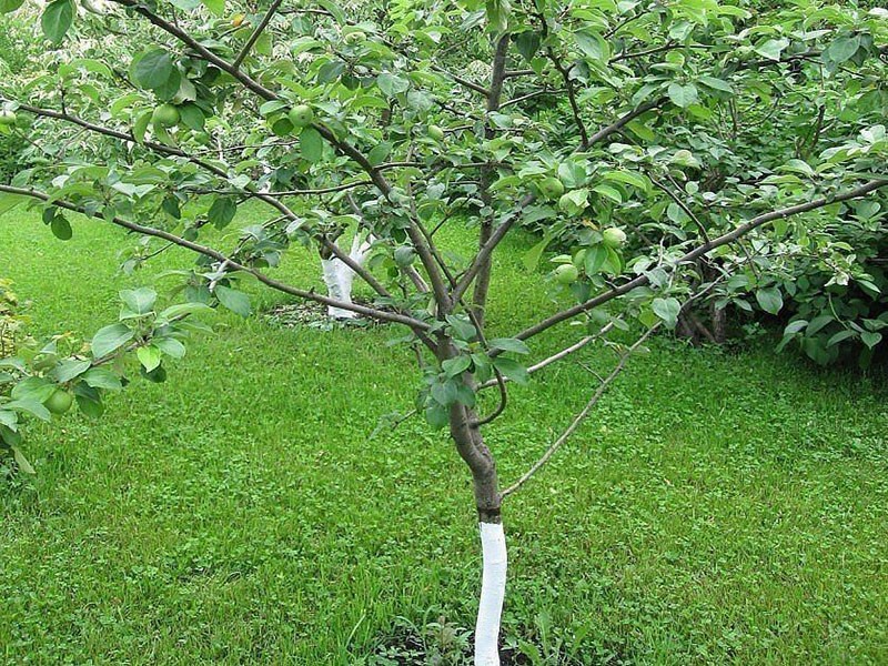 kako natjerati stablo jabuke da donese plod
