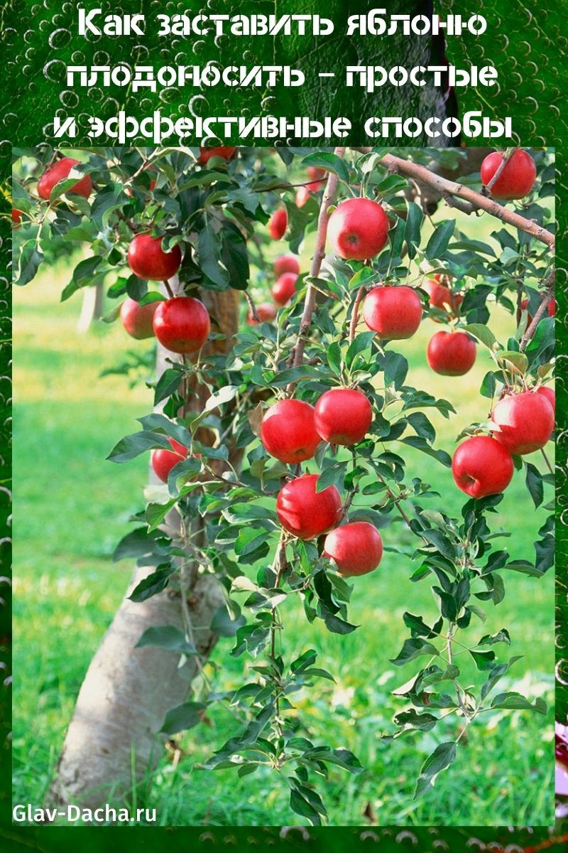 kako natjerati stablo jabuke da donese plod