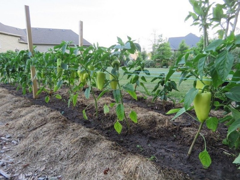 schema van het planten van peper in de volle grond