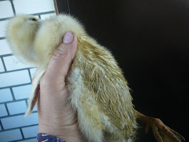 trom bolesni gosling