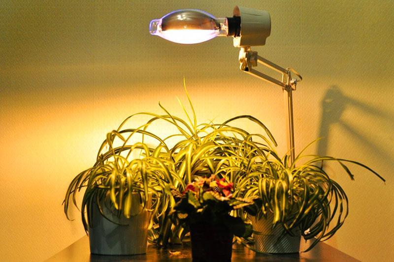 natriumlamp voor kamerplanten