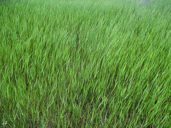 biljka pšenične trave