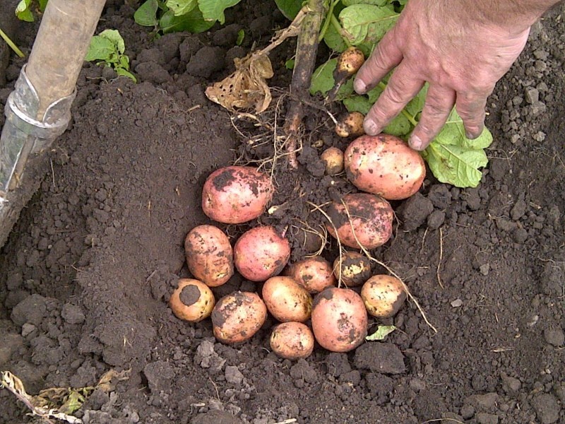 Prednosti i nedostaci krumpira Bellarosa trešnja